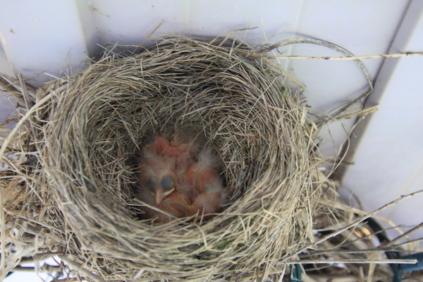 Jonge vogeltjes in een nest