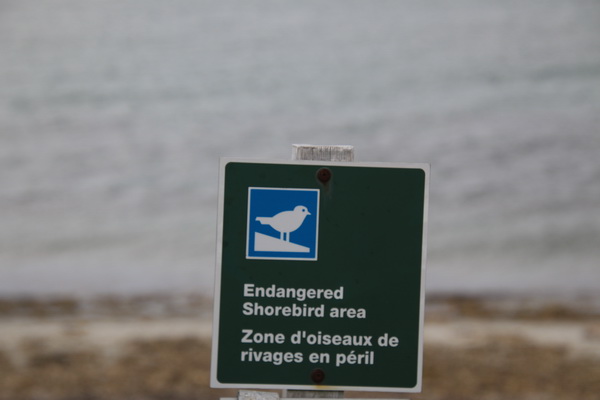 Gebied met bedreigde kustvogels