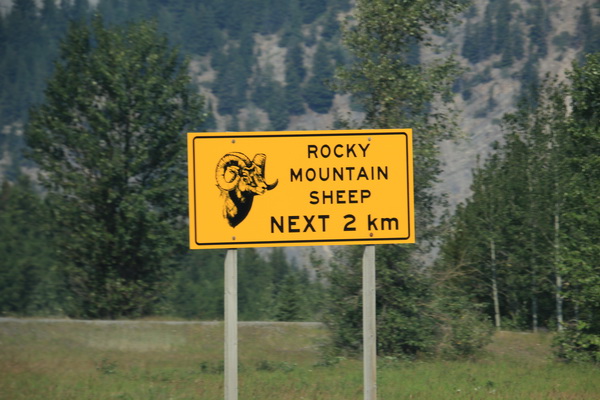 Waarschuwing voor Rocky Mountain Sheep