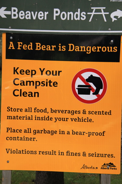 Een gevoerde beer is gevaarlijk, hou je kampeerplek opgeruimd