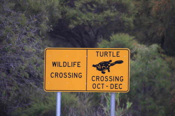 Waarschuwing voor overstekende langnek schildpadden