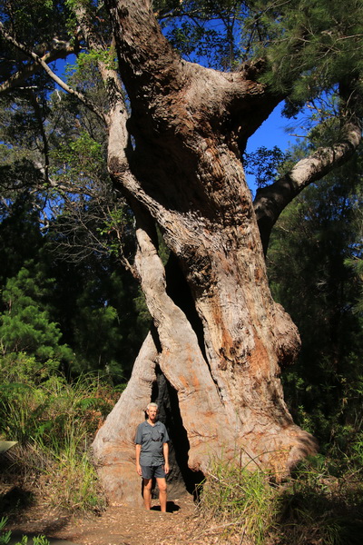 Fred bij een Giant Tingle Tree