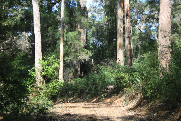 Een bosweggetje rond Northcliffe