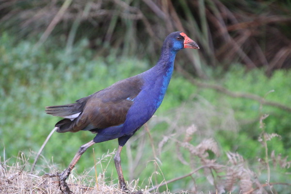 Loopvogel
