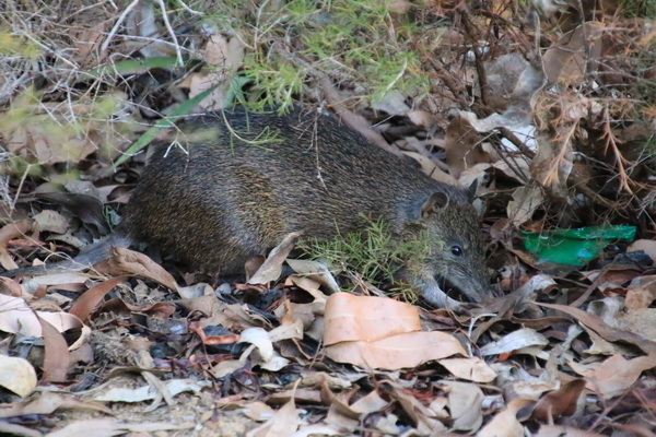Bandicoot bij ons plekje aan Greenbushes Pool