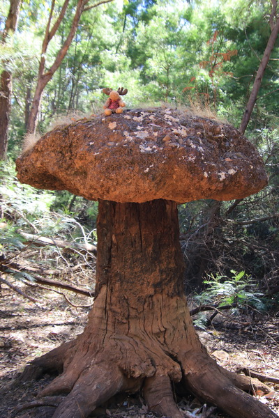 Moose maart 2019 - Greenbushes (WA, AUS)
Op een heel grote "paddenstoel'