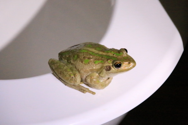 Kikker op de toiletbril