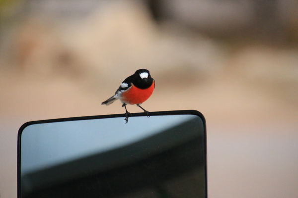 Kleurig vogeltje op de spiegel