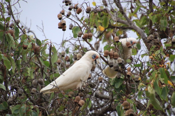 Rosella