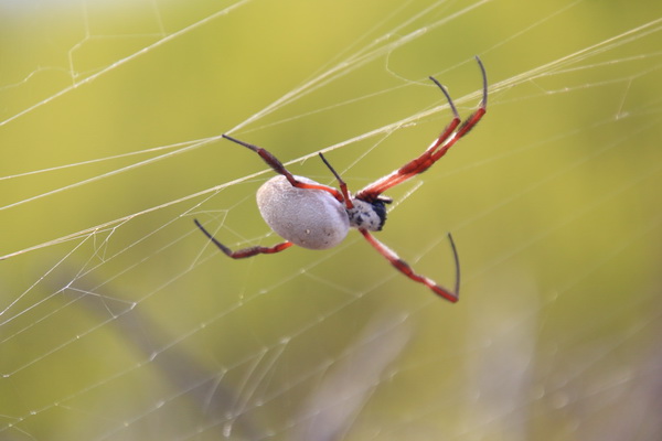 Web spin