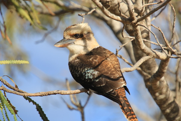 Kookaburra