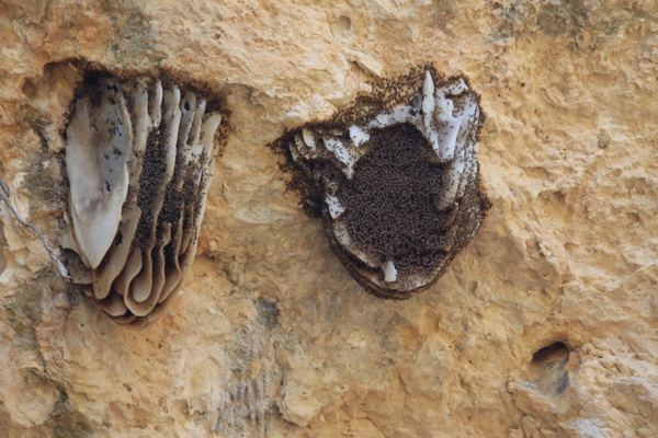 Buiten de tunnel enorme bijennesten
