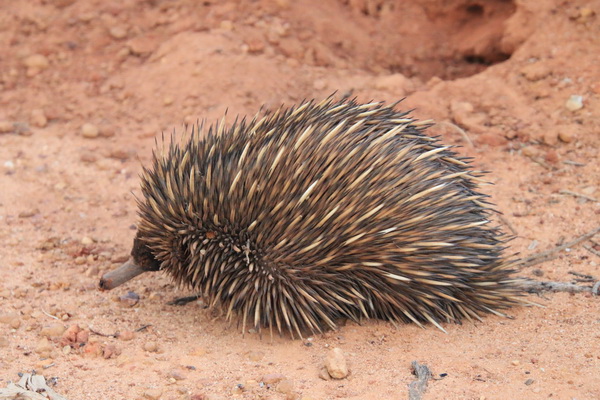 Echidna