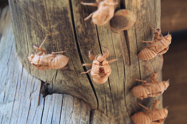 Resten van verpopte insecten