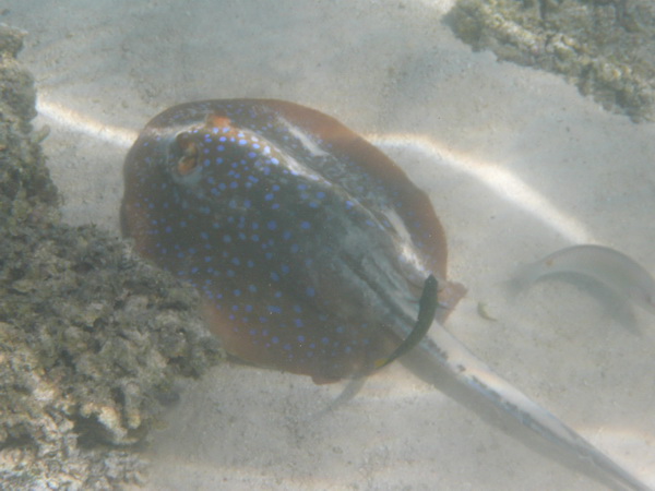 Ray  