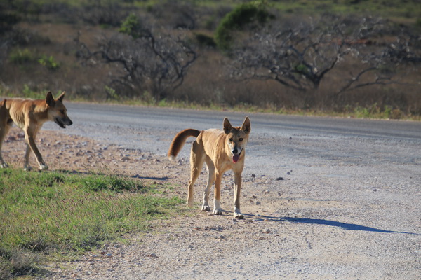 Dingo's
