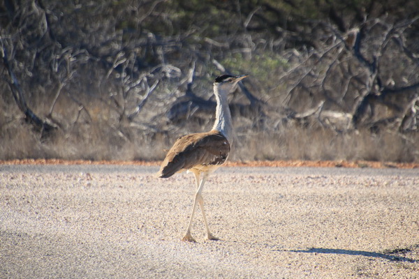 Australian Bustard