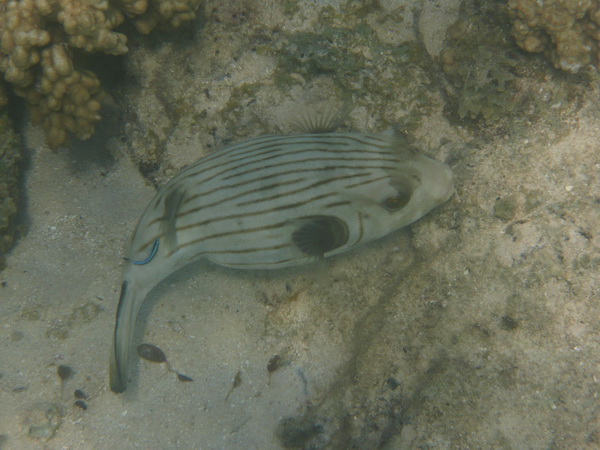 Bolvis