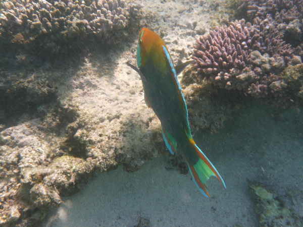 Kleurige vis