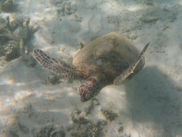 Schildpad. met begroeid schild