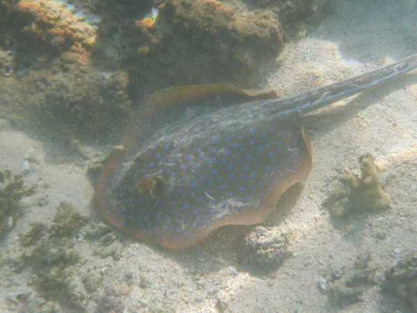 Ray  
