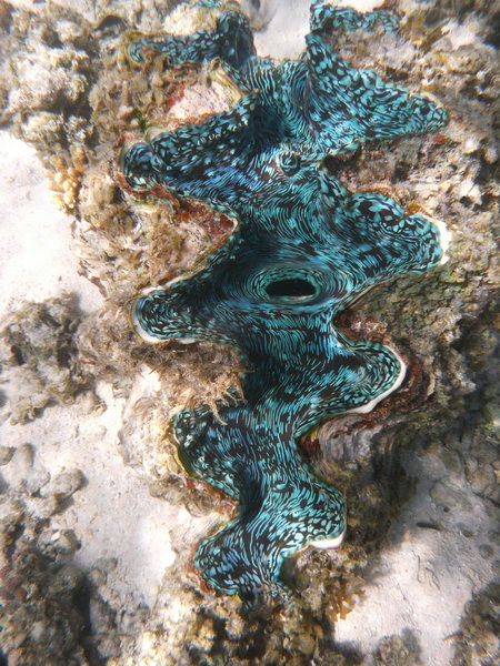 Grote Clam