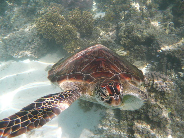 Schitterend schone schildpad, met helder water en nieuwsgierig naar de camera zwemmend
