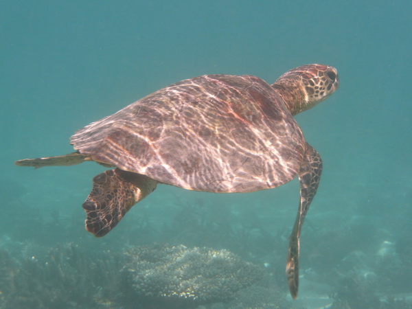Schildpad. met begroeid schild