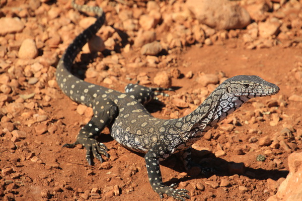 Goanna