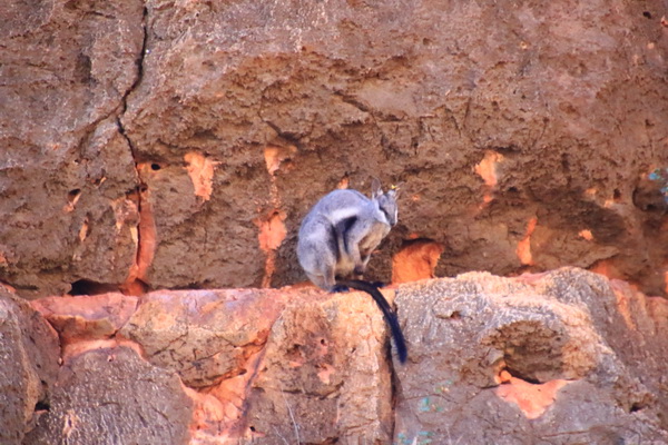 Black Flanked Rockwallaby