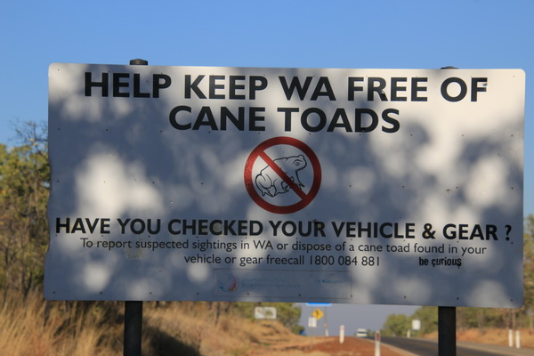 Help om WA Cane Toad vrij te houden
Wat ondertussen al een tijdje niet het geval is