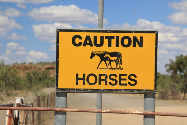 Voorzichtig, paarden