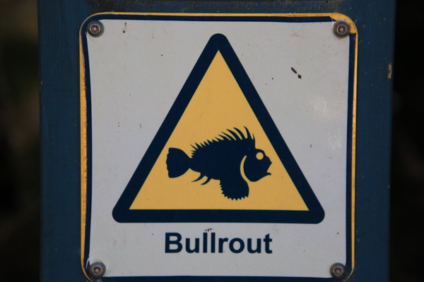Waarschuwing voor Bullroot
Zoetwatervis met giftige stekels