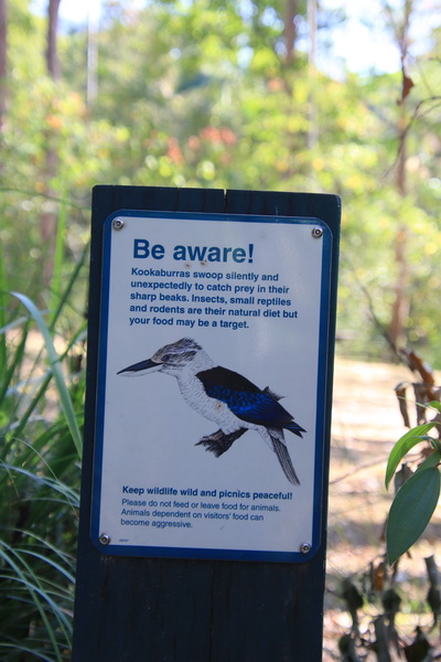 Wees gewaarschuwd, Kookaburras duiken stil en onverwachts af op voedsel