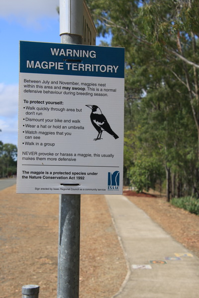 Waarschuwing voor Magpies die nesten verdedigen
Je ziet dan ook fietsers met sprieten op hun fietshelmen