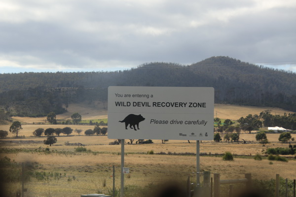 Wilde Tasmaanse Devil herstel zone