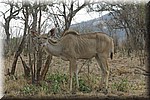 Vrouwtjes koedoe
(Kruger Park 2007-09)
