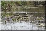 Krokodil, waarschijnlijk een vrouwtje gezien de bloemetjes
(Kruger Park 2007-09)