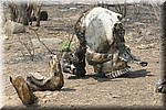 Resten van een olifanten schedel
(Kruger Park 2007-09)