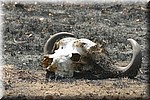Buffel schedel
(Kruger Park 2007-09)