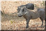 Wrattenzwijn, warthog
(Kruger Park 2007-09)