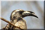 Grijze neushoorn vogel
(Kruger Park 2007-09)