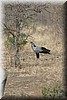 Secretaris vogel
(Kruger Park 2007-09)