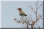 Troupant vogeltje
(Kruger Park 2007-09)