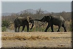 Wedstrijdje slurf drukken
(Kruger Park 2007-09)