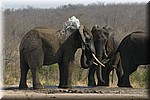 'Spelen' met water
(Kruger Park 2007-09)