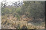 Zoek de het dier, dat is wat wij ook deden toen we aansloten bij de andere auto's op een brug
(Kruger Park 2007-09)