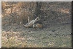 Zwaar leven, leeuw zijn...
(Kruger Park 2007-09)