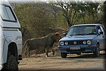 Wakker gemaakt met een CD met leeuwen gebrul...
(Kruger Park 2007-09)
