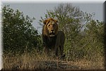 Brul (1)
(Kruger Park 2007-09)